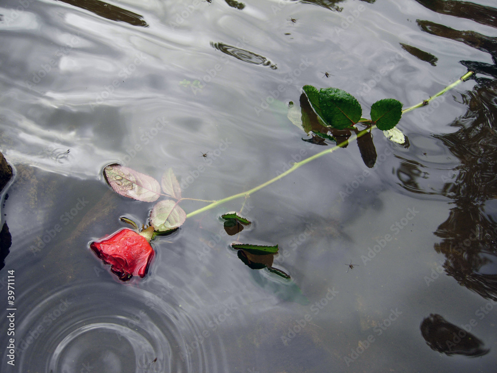 Fototapeta premium Red rose in water
