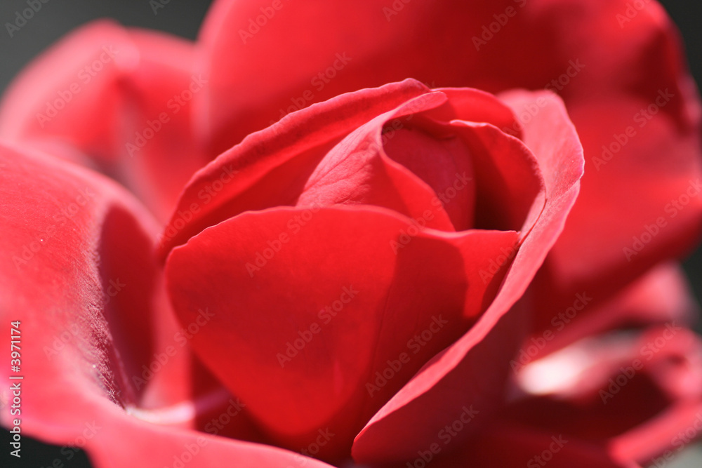 rote Rose rote Rose