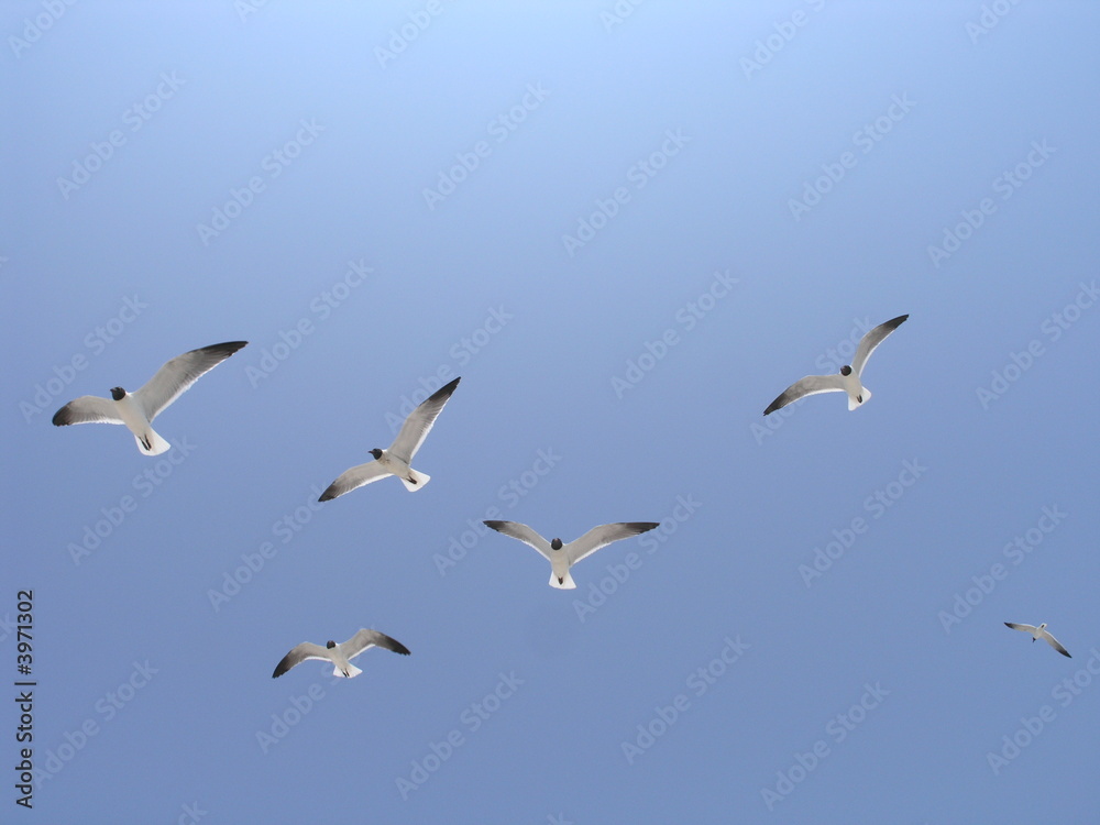 Fototapeta premium seagulls