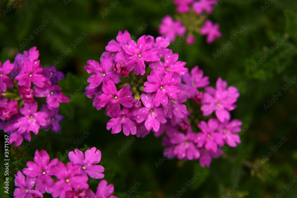violet flowers violet flowers