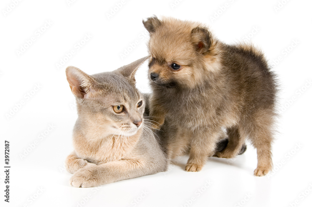 Cat of Abyssinian breed and the puppy of the spitz-dog