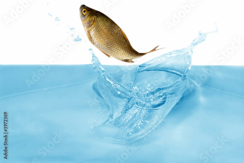 Canvas Print fish in jump
