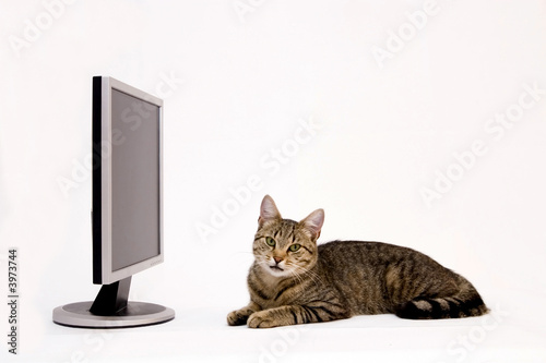 LAPTOP COMPUTER and Cat © Kavita