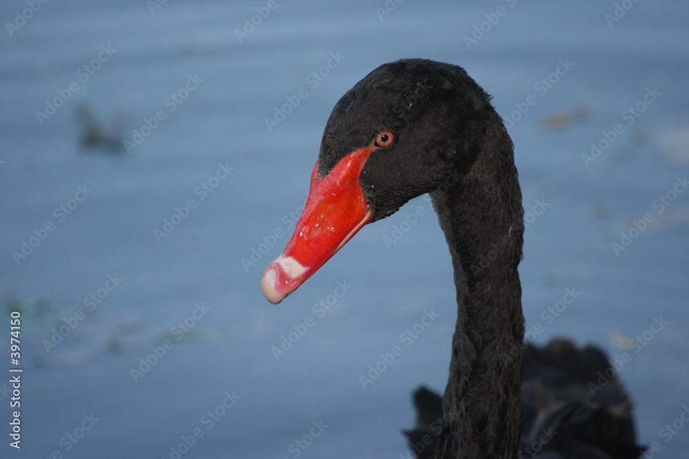 Obraz premium Tête de cygne noir