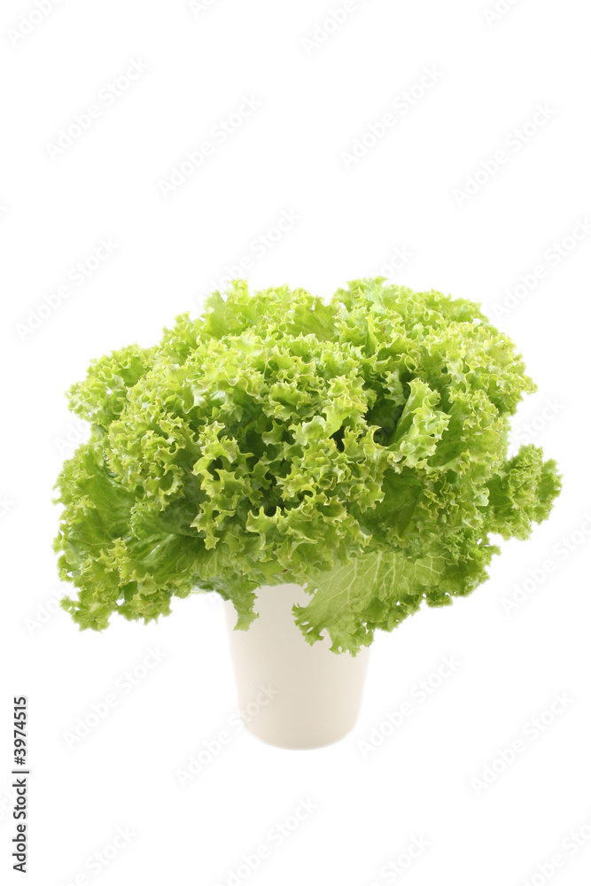 Fototapeta premium lettuce - lollo bindo