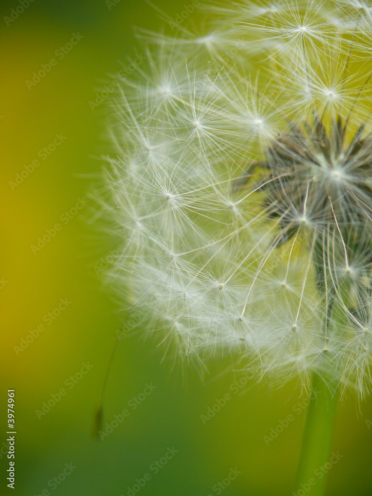 blowball dandelion flower
