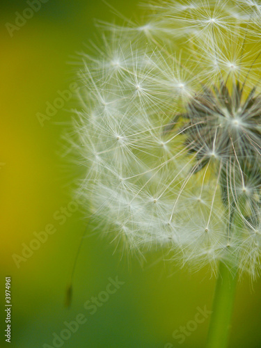Obraz na płótnie blowball dandelion flower w salonie