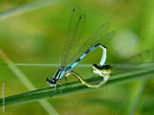love dragonfly