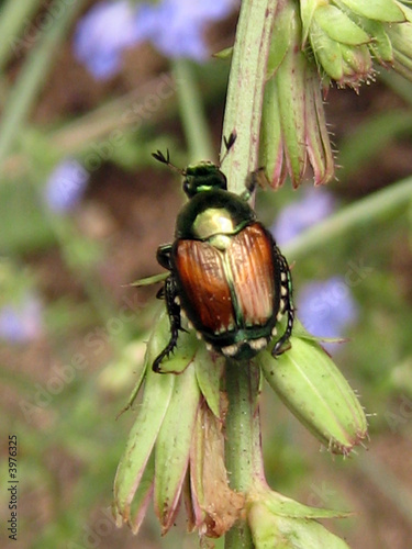 Bachelor's Beetle