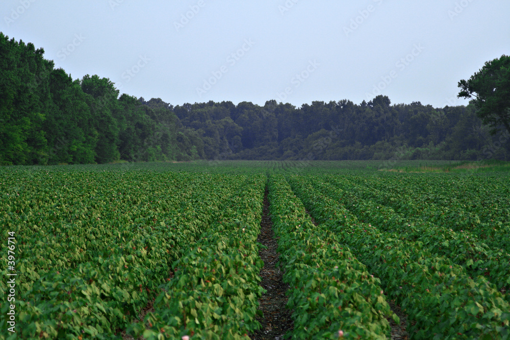 Green cotton field Green cotton field