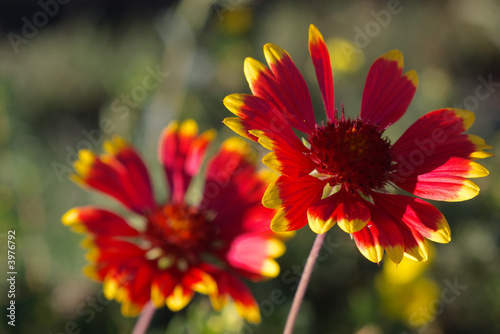 two garden flowers with blurry background