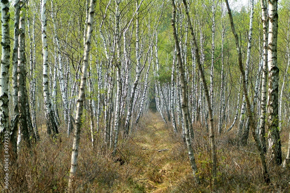 Obraz premium forest 14