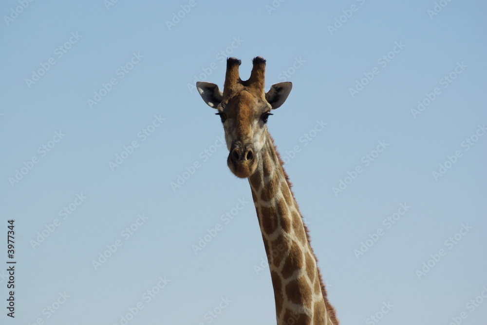 Obraz premium Girafe - Namibie