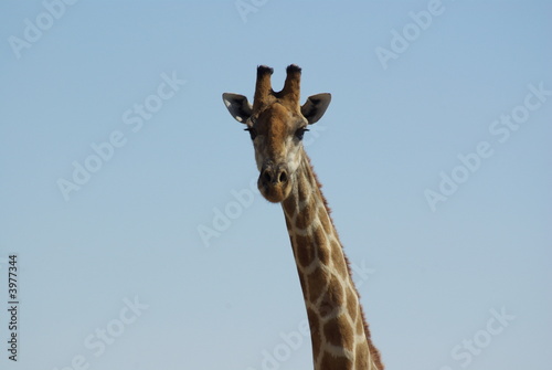Girafe - Namibie © Sahara Nature
