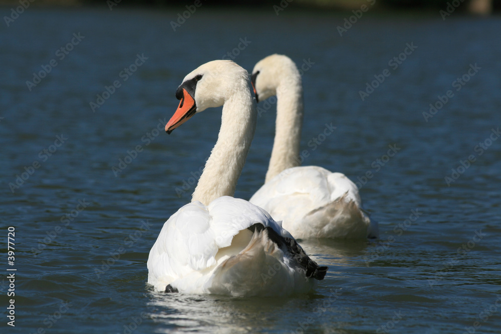 swan lake #2 swan lake #2