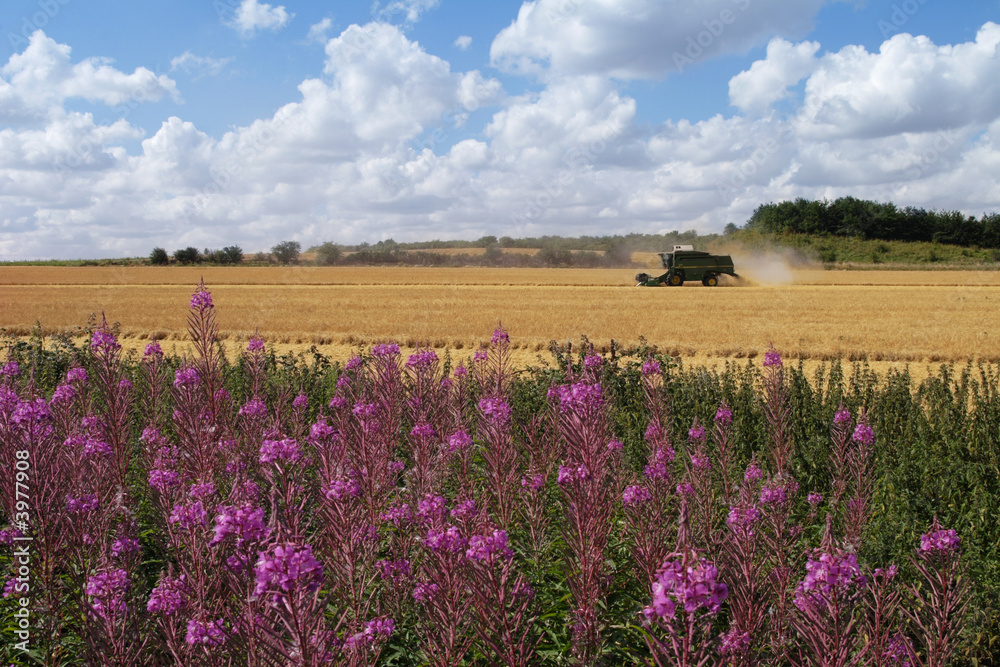 fireweed and harvester