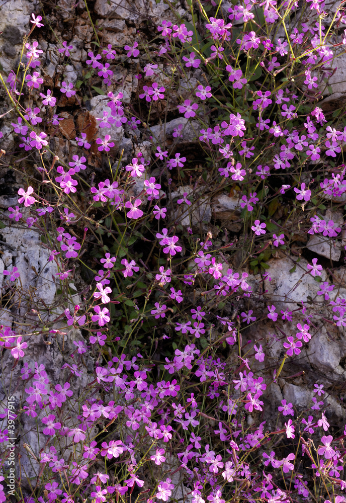 Obraz premium Wild violet flowers on rock (Aubrietia)