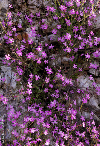 Wild violet flowers on rock (Aubrietia) © Andreas Karelias