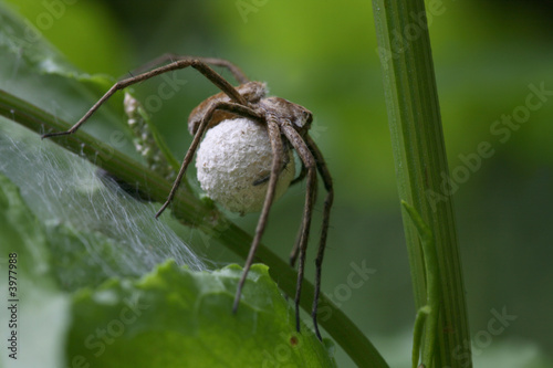 Listspinne