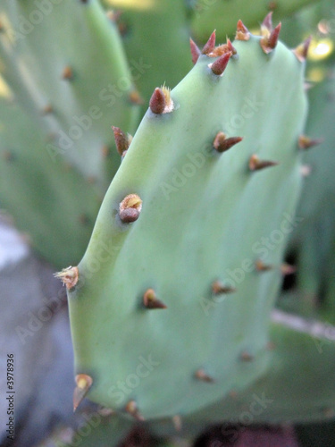 Fotografie spines