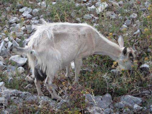 goat eating photo