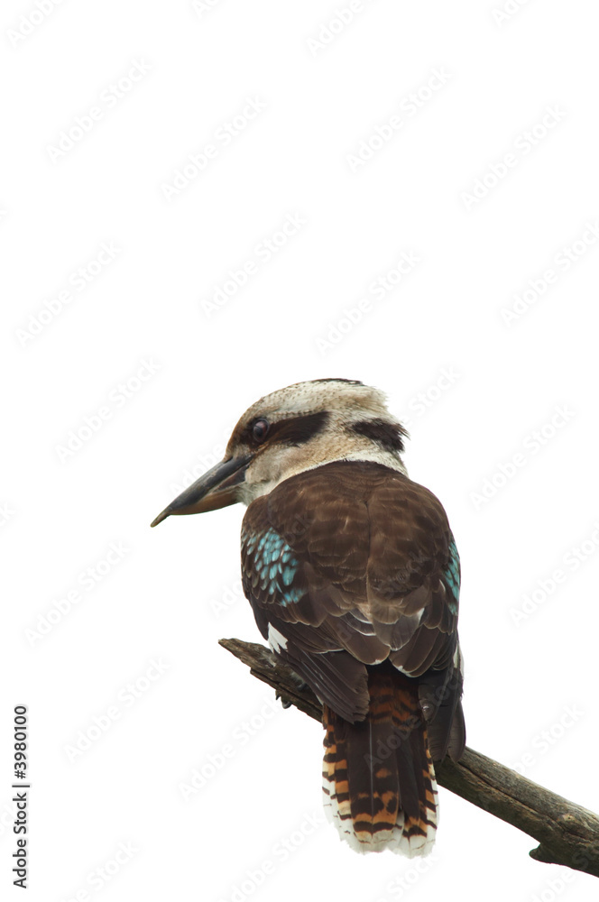 Fototapeta premium Kookaburra