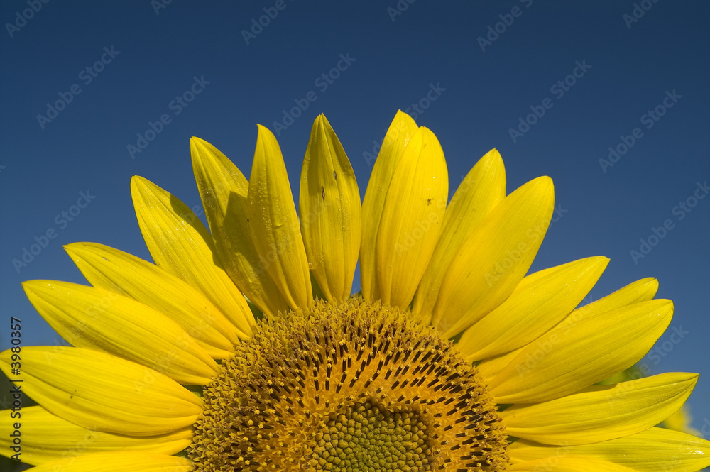Naklejka premium Sunflower