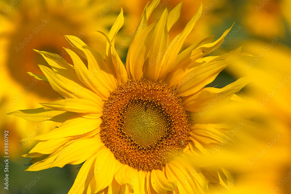 Yellow flowers close-ap Yellow flowers close-ap