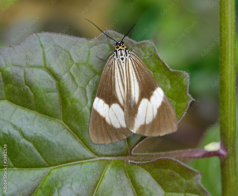 Naklejka premium Tiny winged insect(moth)