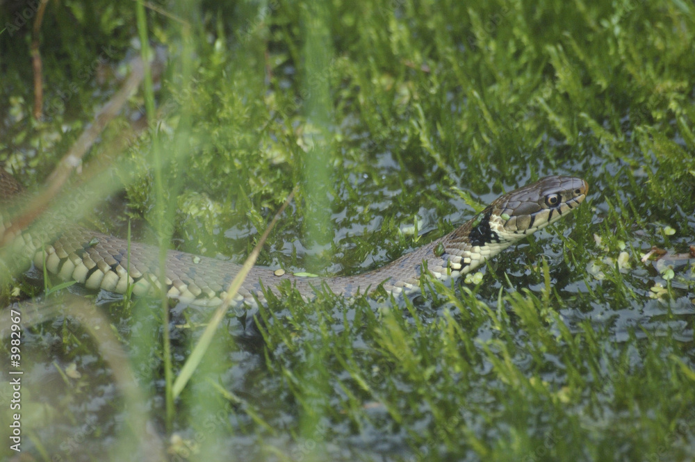Naklejka premium grass snake
