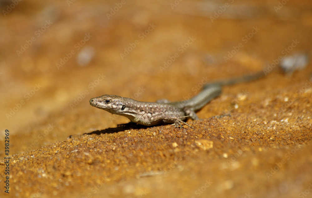 Obraz premium lizard