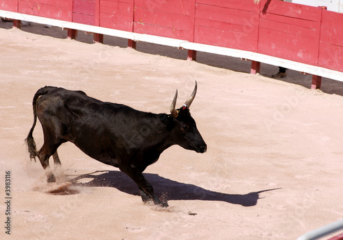Camargue bull in the bullfighting arena in Arles, France