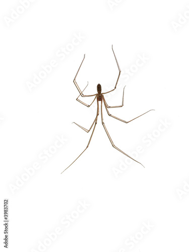 araignée © Danielle Bonardelle
