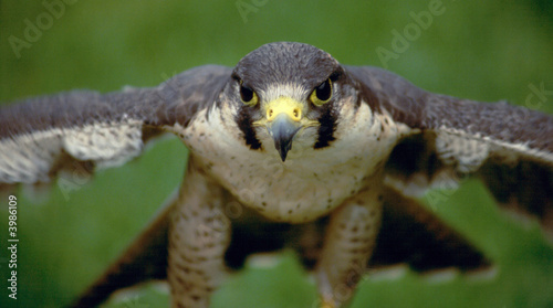 Canvas Print peregrine falcon