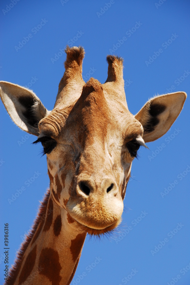 Obraz premium Żyrafa