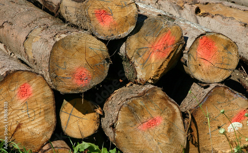 Chopped wood photo