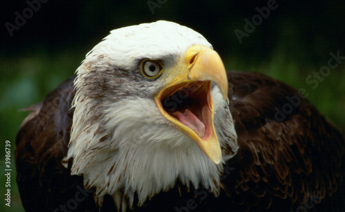 bald eagle shouting