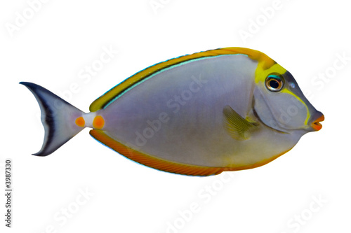 Tropical Fish Naso Tang isolated on white photo