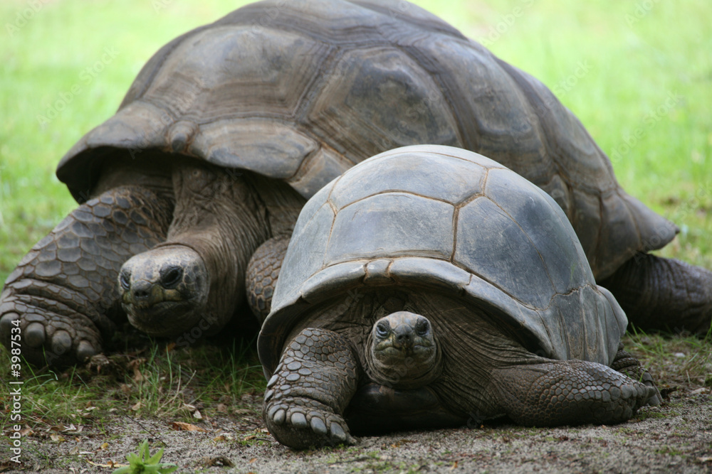 Naklejka premium Seychellen-Riesenschildkröte