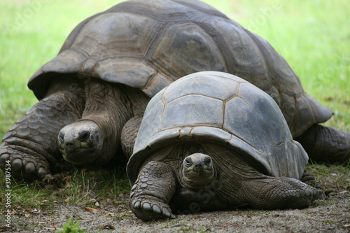 Seychellen-Riesenschildkröte photo