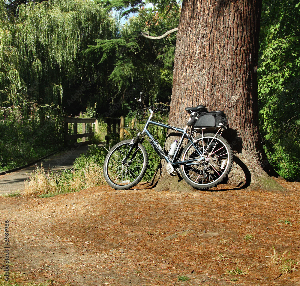Bike propped against a tree in a woodland clearing
