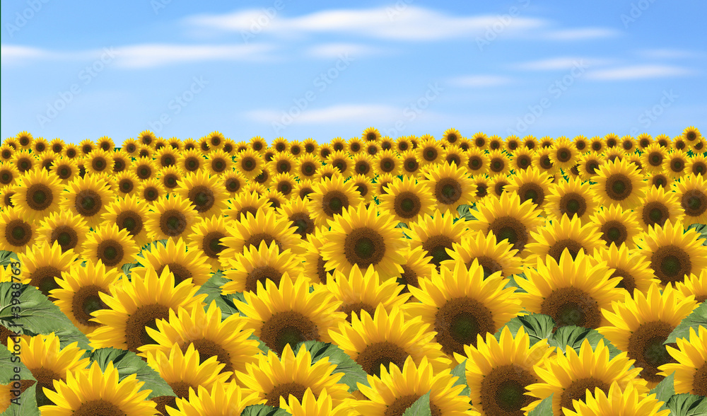 Fototapeta premium Sonnenblumenfeld 2