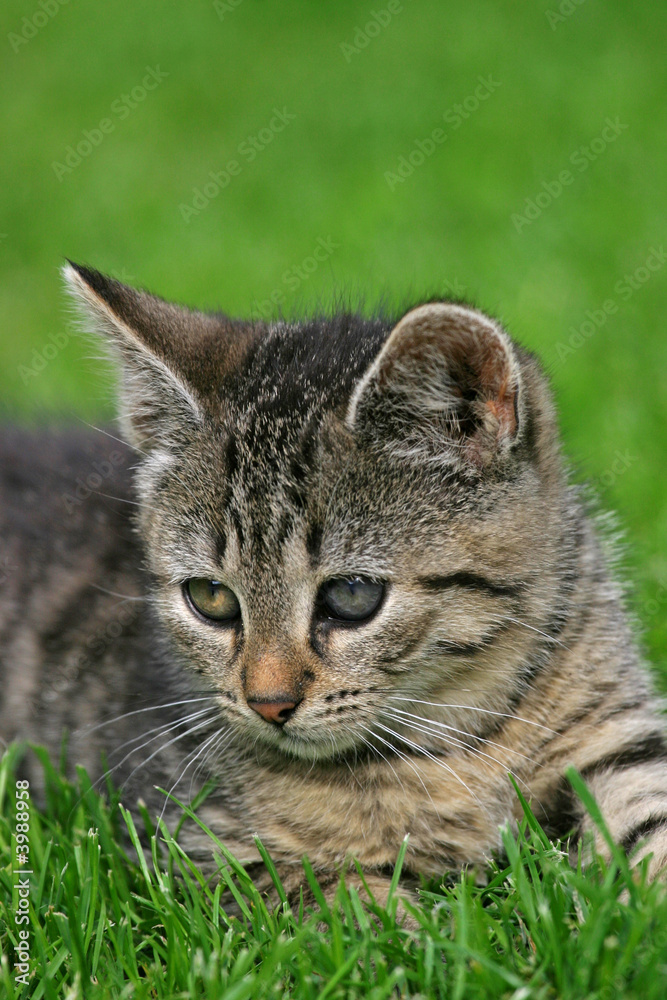kitten lying in grass