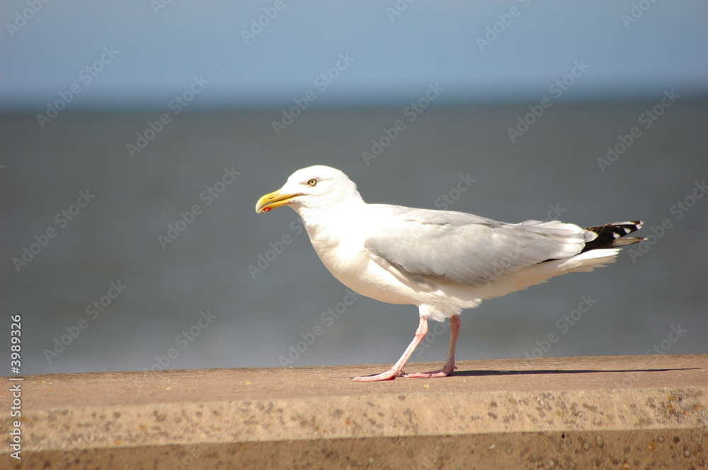 Seagull on seafront wall Seagull on seafront wall