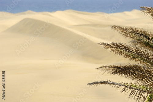 Palm and sand dunes