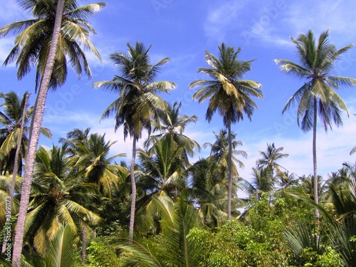Palmenwald - Karibik