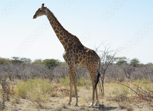 Girafe dans la brousse - saison sèche - Namibie