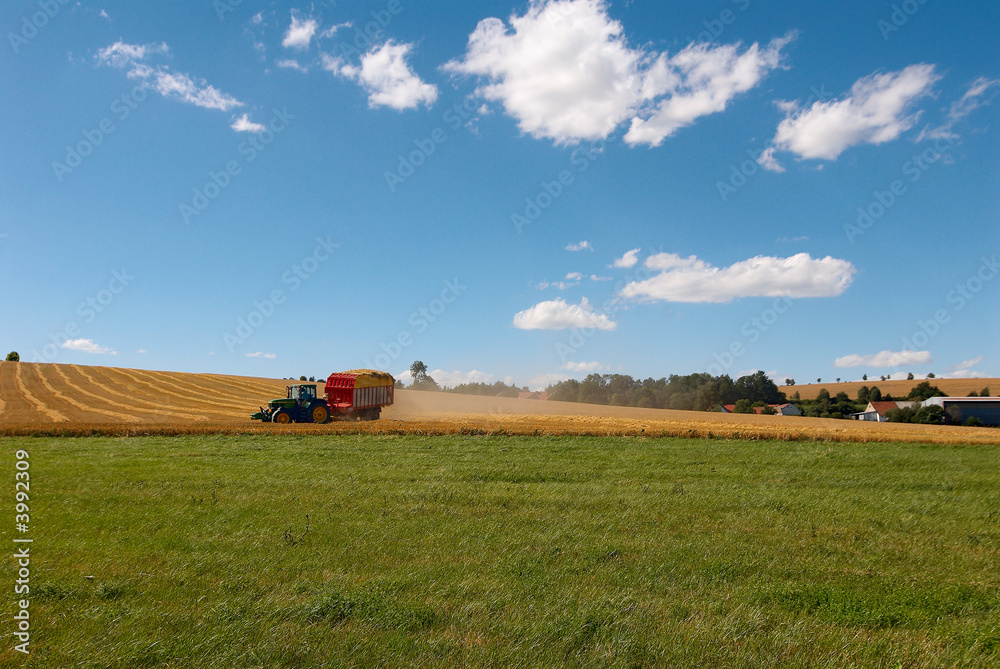 Naklejka premium Harvesting. A tractor collecting wheat on a field.
