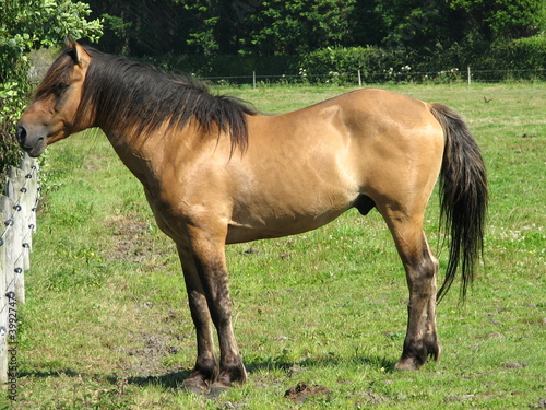 CHEVAL