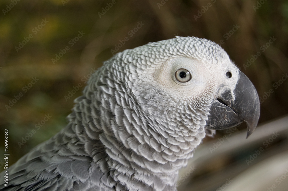 Obraz premium grey parrot
